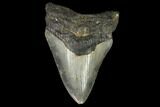 Fossil Megalodon Tooth - North Carolina #129979-1